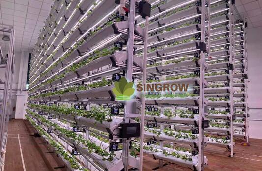 Singrowイチゴ植物工場栽培システム（シンガーポール）